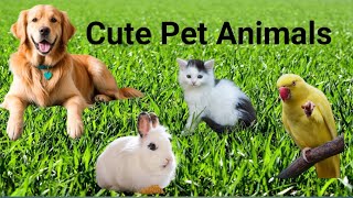 Cute Pet Animal Video | Cat Video | funny moments #viral #catlover #cute #youtube