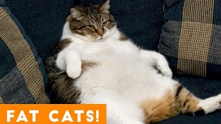 Funniest Fat Cat Compilation | Funny Pet Videos