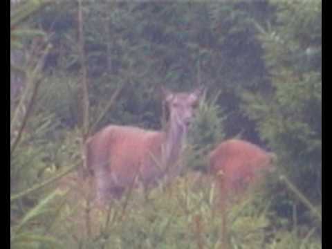 Red Deer - Rotwild