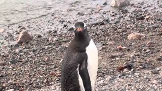 Avicii - Penguin (Sadoway & Bolivia's Dubstep Remix)