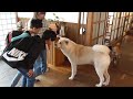 【秋田犬ゆうき】お兄ちゃんたちが来た♪と喜んでいたら小さなお姉ちゃんも来てまさかの大家族になる【akita dog】
