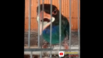 Burung Tengkek Buto|| suaranya bikin burung jadi emosi ..bisa buat membangun kan birahi burung.