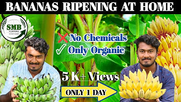 |Banana ripening|How to ripen banana at home|Benifits of Banana| Easy way to ripen bananas|