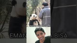 pawang panda lucu #pawangpanda #pandalucu #panda #kebunbinatang