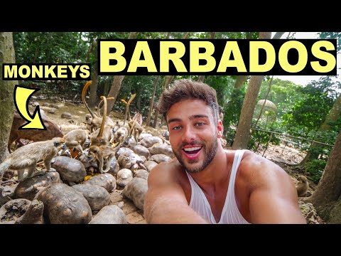 FACE TO FACE WITH MONKEYS in BARBADOS (Barbados Travel Video)