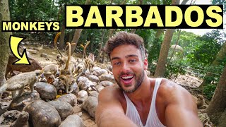 FACE TO FACE WITH MONKEYS in BARBADOS (Barbados Travel Video)