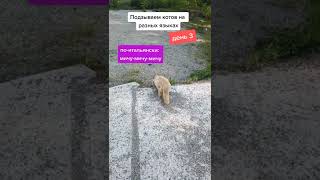 Подзываю Котов На Разных Языках Мира Часть 2