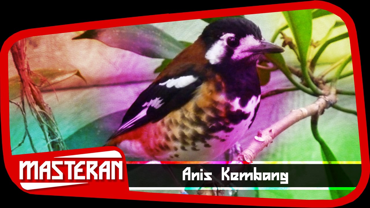 SUARA BURUNG - Masteran Terbaik Anis Kembang | Song 24