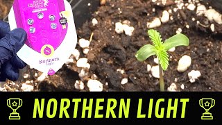 Northern Light - Growing a Legend - Cannabis Cultivation