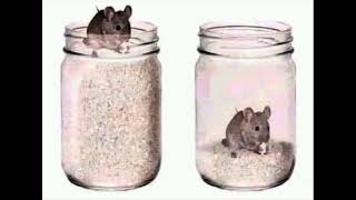 Independence or Dependence? |mouse in the jar of rice|Use your skills|freedom|Nothing comes for free