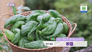 6시 내 고향 [내가 허브의 왕이로소이다~ 바질!] KBS제주 230531방송