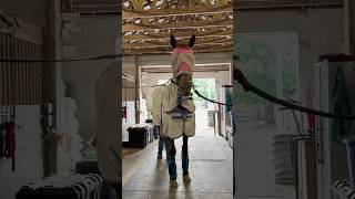 POV: When your barn besties out of town #shorts #horse