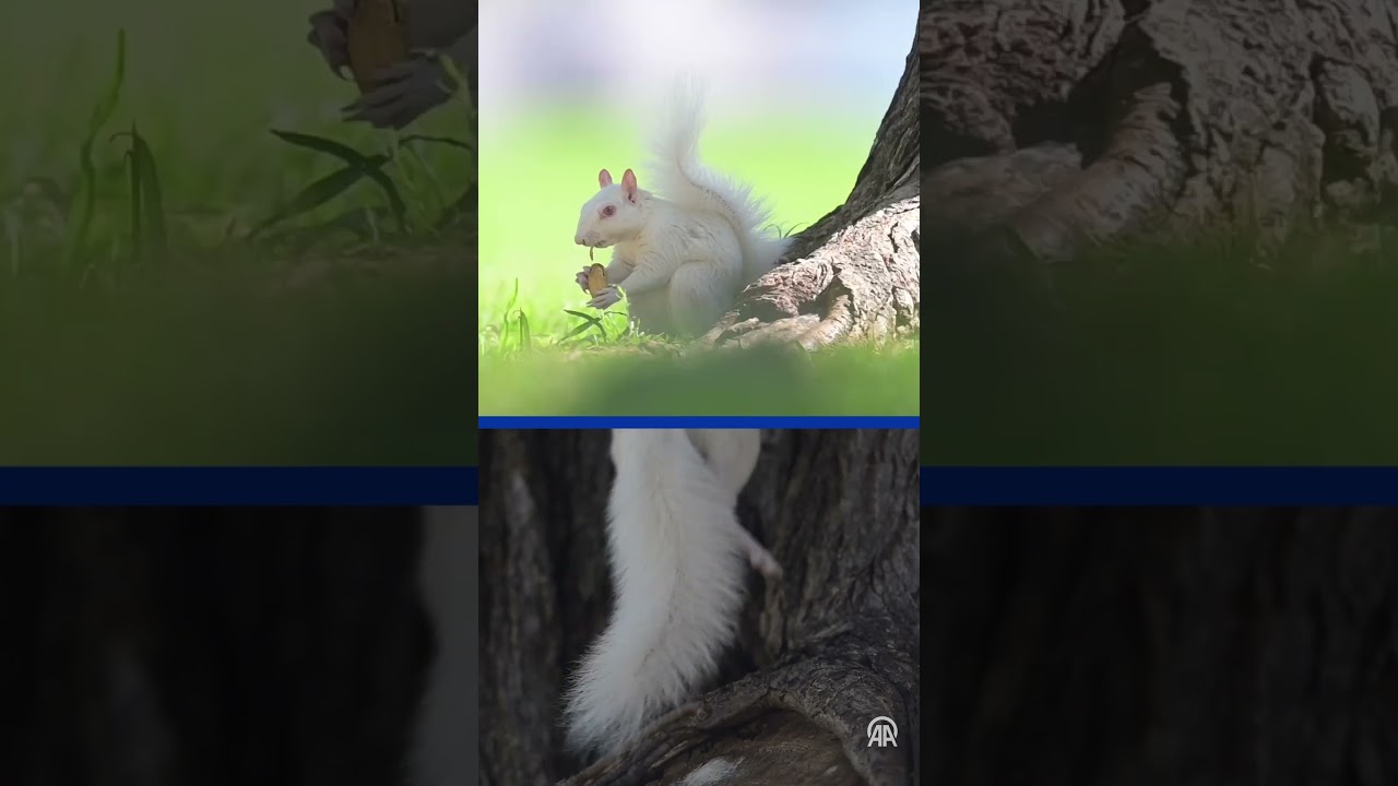 Rare albino squirrels offer unique sightseeing in Washington, DC's National Mall