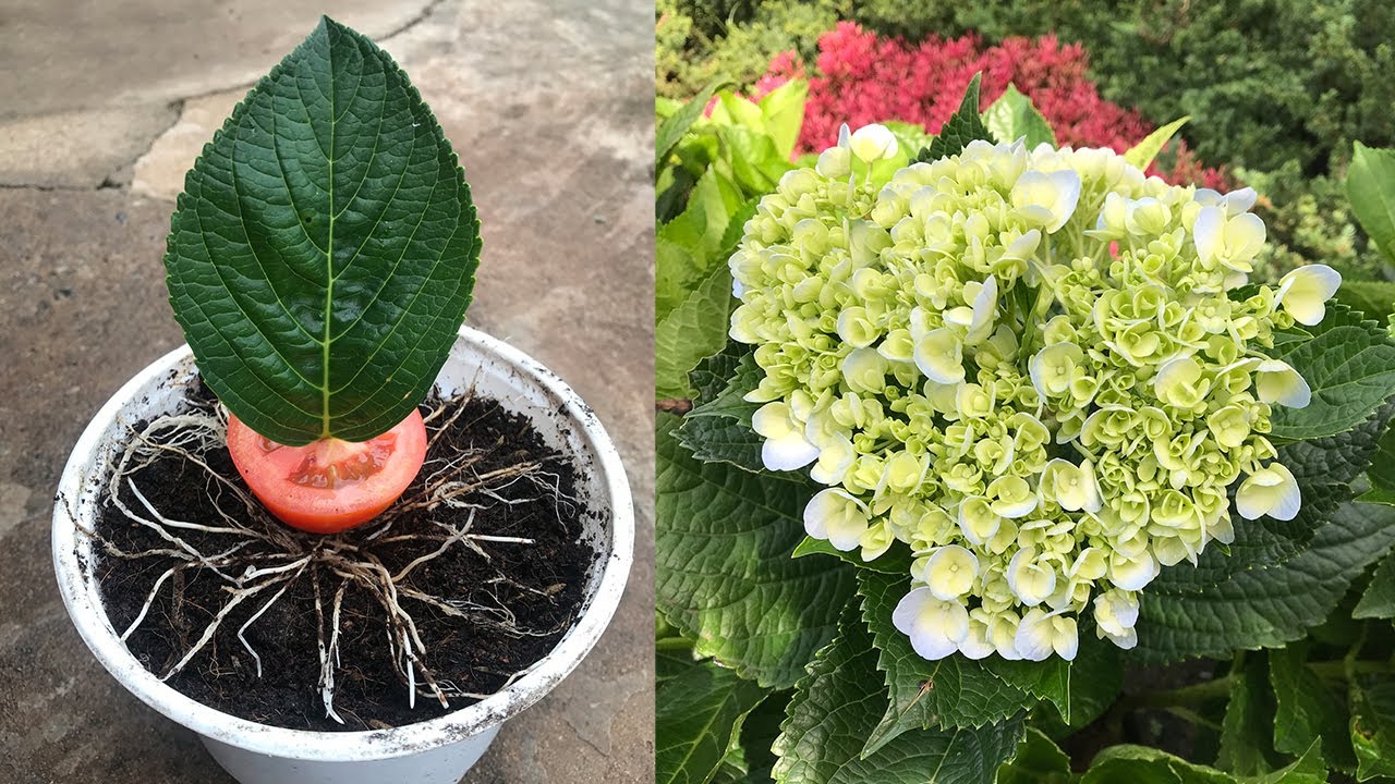Hydrangea Effects Effects of tomatoes with Hydrangea│Breeding Hydrangea - YouTube