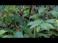 Bay Wren Looks For Insects Near Panama Fruit Feeder Cam | May 29, 2026