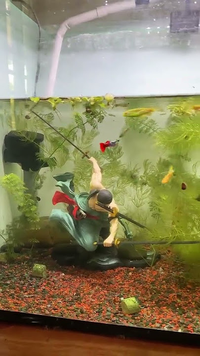 https://vt.tiktok.com/ZSSJq1YyF/ #cabaymau #guppy #aquarium #fish #caloc #caloccanh #calocvayrong