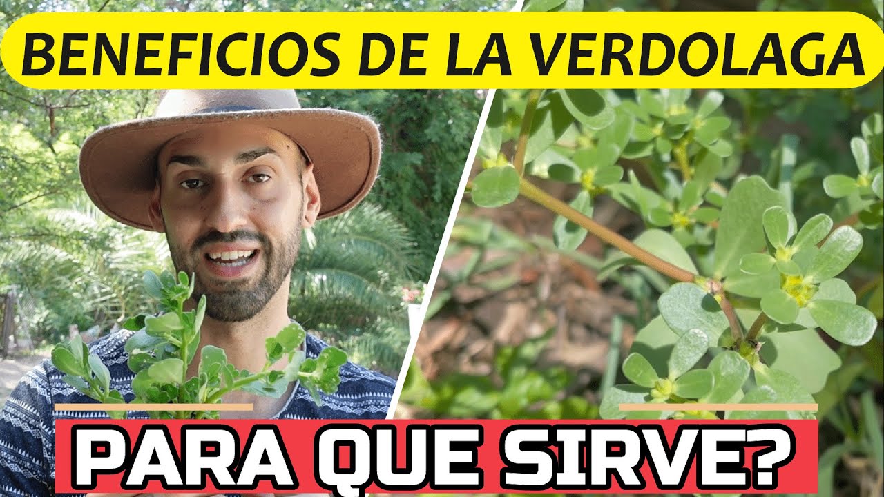 Verdolaga : Super Alimento Con PROPIEDADES SORPRENDENTES! 🌿Para Que Sirve La VERDOLAGA?
