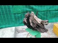 ( đã bán )M203. gl ae một khúc gỗ mun sừng. giá 550k .lh 0933648634