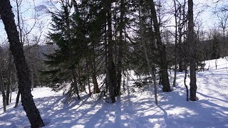 Лабаз группы Дятлова. Срезы на деревьях и панорама. Видео для исследователей