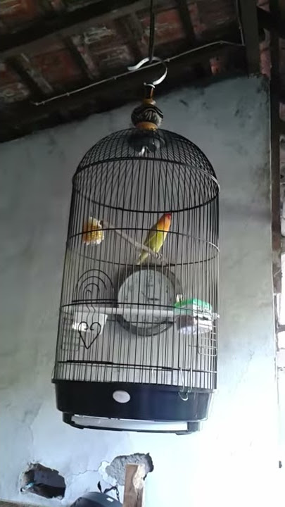 Love bird 2,5 bulan ajaran ngekek