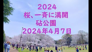 2024桜、用賀の桜並木～砧公園　桜が一斉に見頃　2024年4月7日