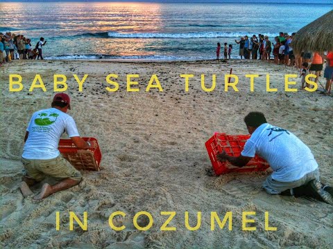 baby-sea-turtles-in-cozumel
