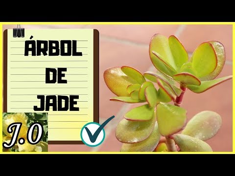 Vídeo: Arrelar una planta de jade: començar una planta de jade a partir d'un tall