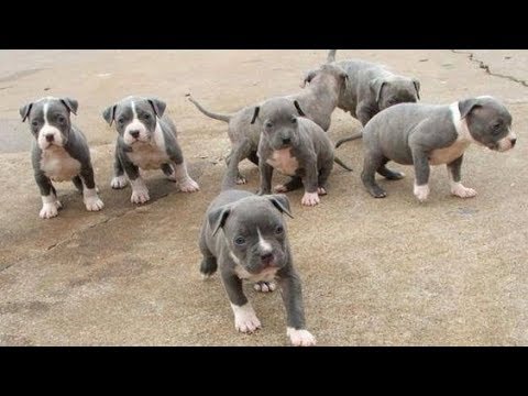 Pitt Bull Powerful Puppies - YouTube