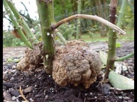 Video: Nguyên nhân nào gây ra bệnh Gall Crown