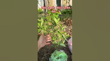Cây Tắc ngọt Đài Loan đời 3 | 0386569374 - Ngọc Ngân Bến Tre | Chuyên cây độc lạ