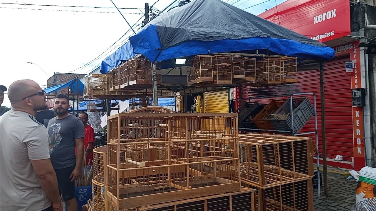 (PARTE 1) GAIOLAS, PÁSSAROS E TUDO MUITO BARATO NA FEIRA DO CORDEIRO RECIFE, 03/08/2025.