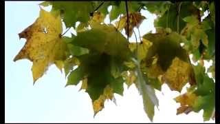 Norway Maple