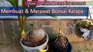 Membuat Bonsai Kelapa & Cara merawatnya #Bonkla screenshot 3