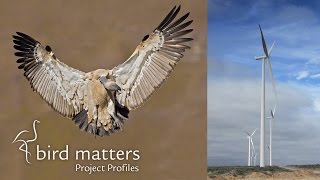 Wind Farms &amp; Birds: BirdLife South Africa / Bird Matters Project Profiles