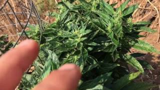 Outdoor medical grow:2017