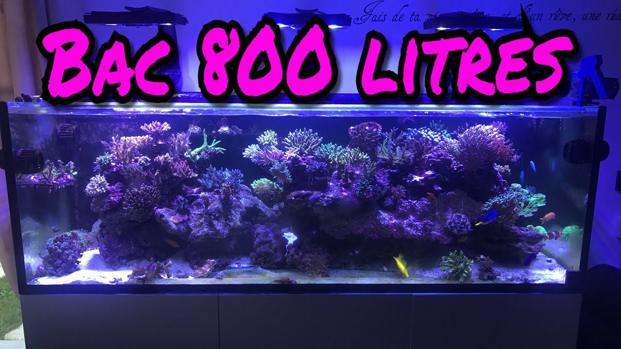 Presentation aquarium eau de mer 800 litres full SPS REEF TANK 