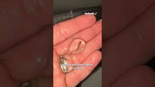 Growing Baby Axolotls🦎✨ @‌sewtiffany #BabyAnimals #PetLife #NatureLovers