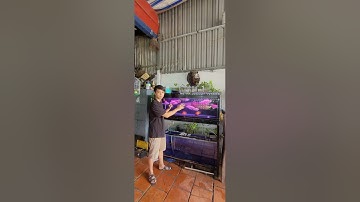 cá rồng |bị nổi li ti màu đen trên đầu| bệnh cá rồng |