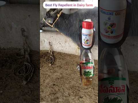 Natural Flea Control For Livestock Benefits Of Neem Oil