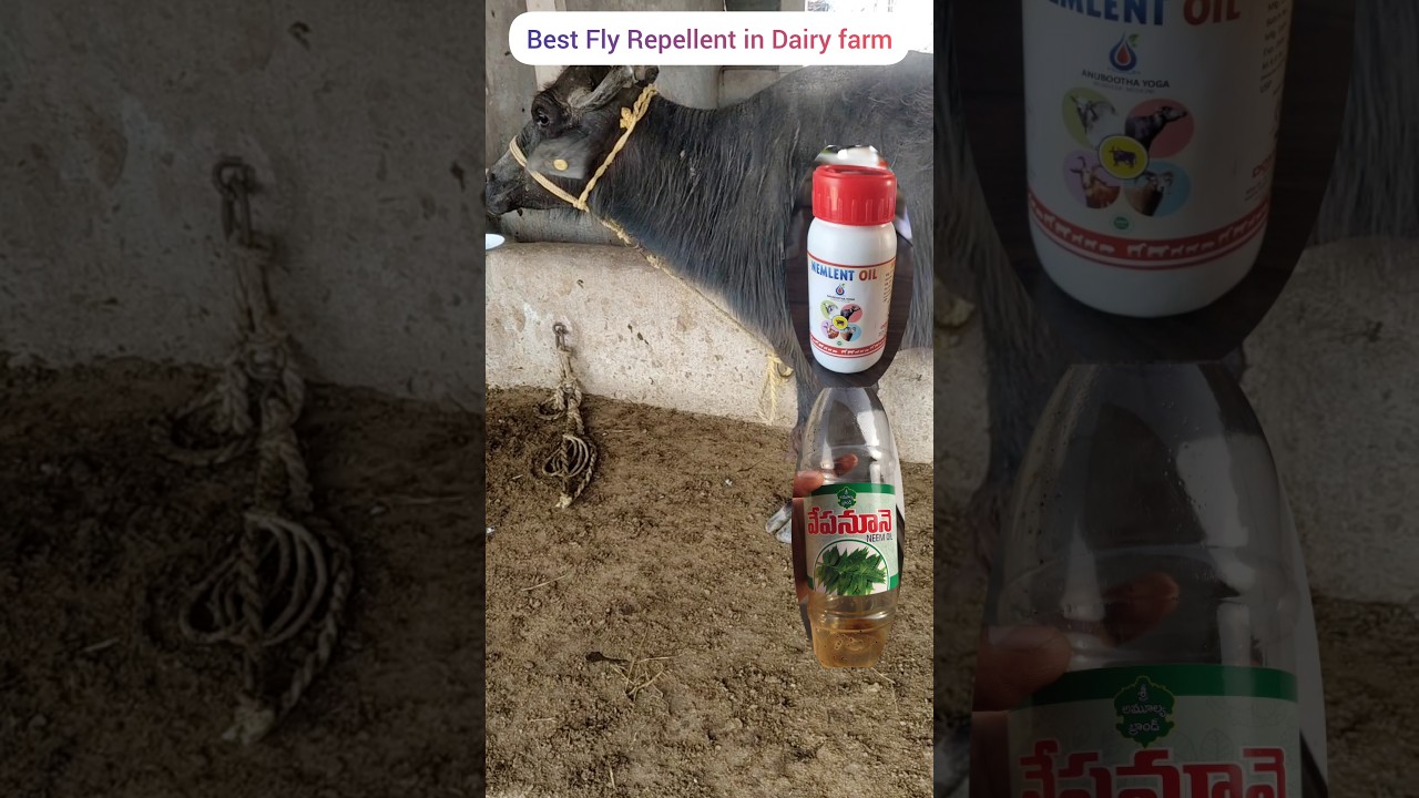 "పశువులకు సహజంగా ఈగల నివారణ – వేపనూనె ప్రయోజనాలు"