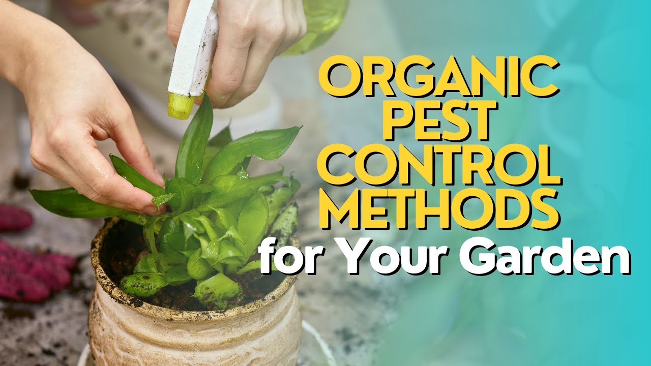 Organic Pest Control Methods for Your Garden - YouTube