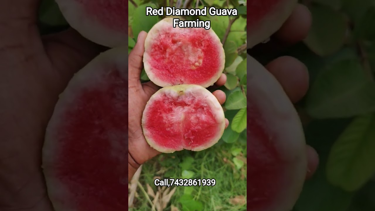 Red Diamond Guava Farming 