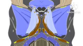 Preview 2 2Ts Effects Deaf Major Deaf