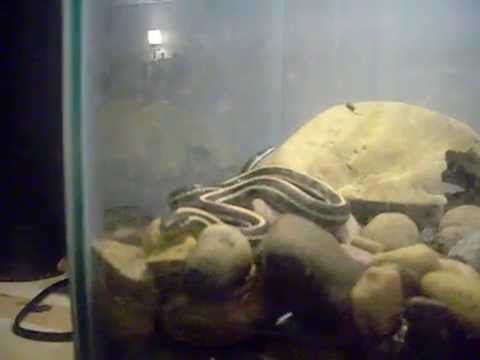 camera iphone 8 plus apk Sheba my garter snake.
