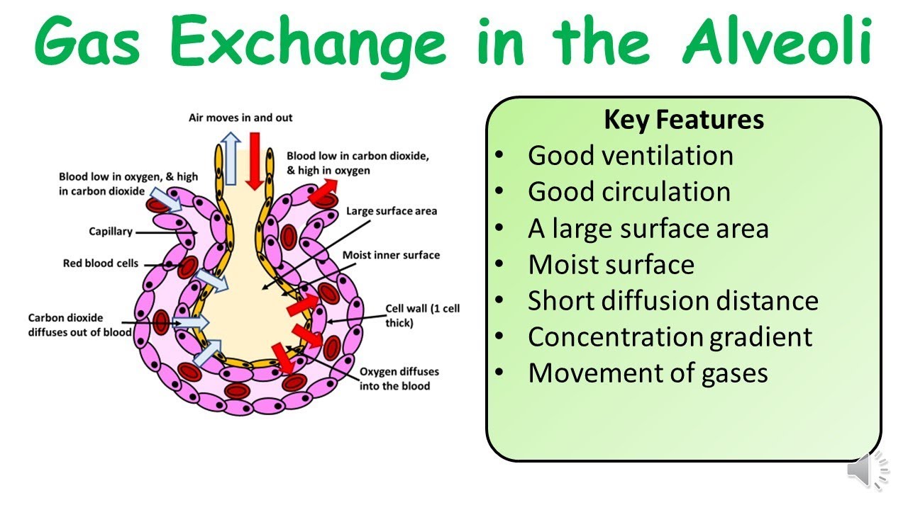 lungs-gas-exchange-and-alveoli-teaching-resources