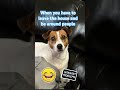 #introvert #doggo  #funny #jackrussellterrier #viral #dogshorts #cute #pets #cutedog #memes #fyp