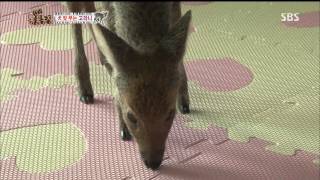 20130727 TV동물농장 #2(11)