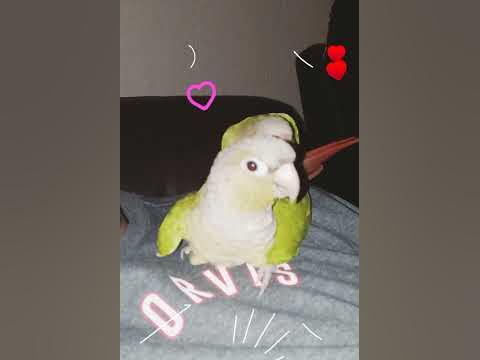 💚I Just Adore Them So Much!CONURES BFF😍#parrotlover #birb - YouTube