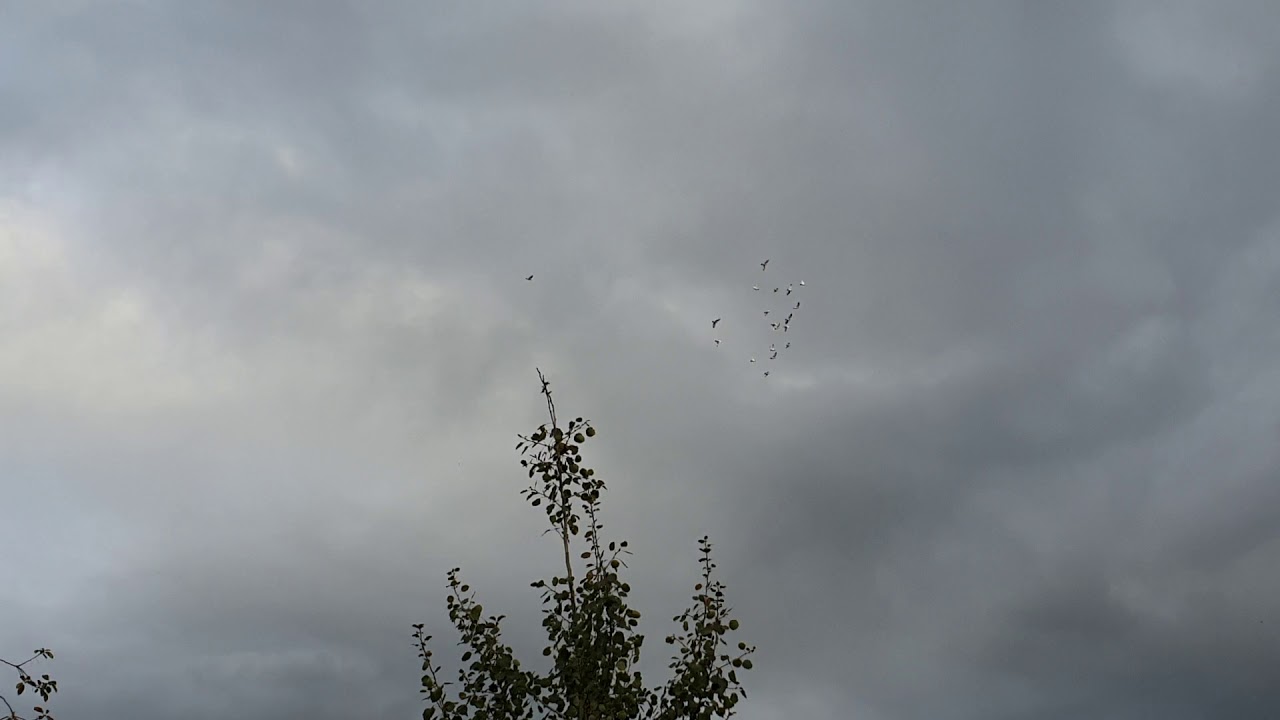 Budapester Hochflieger Tauben/Budapest highflyer pigeons