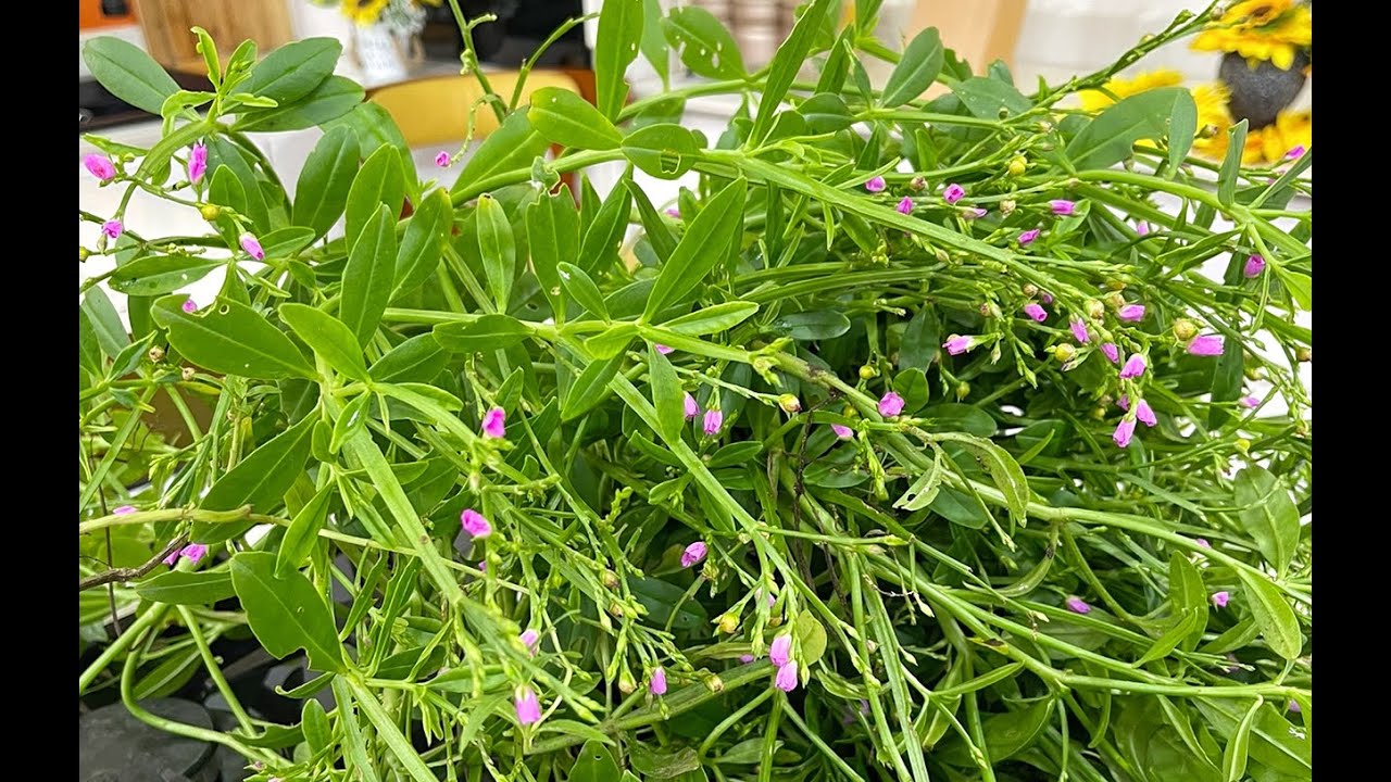 Do You Eat This Weed? (Water Leaf Soup)